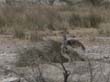 oiseaux 2) (2)