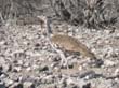 oiseaux 2) (3)