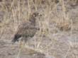 oiseaux 2) (5)