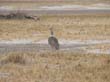 oiseaux 2)