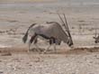 oryx       