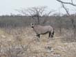 oryx   