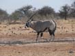 oryx (1)