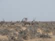 oryx (2)