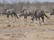 oryx