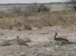 outardes de Kori