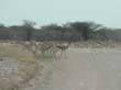 springboks