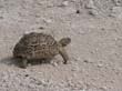 tortue - tortoise