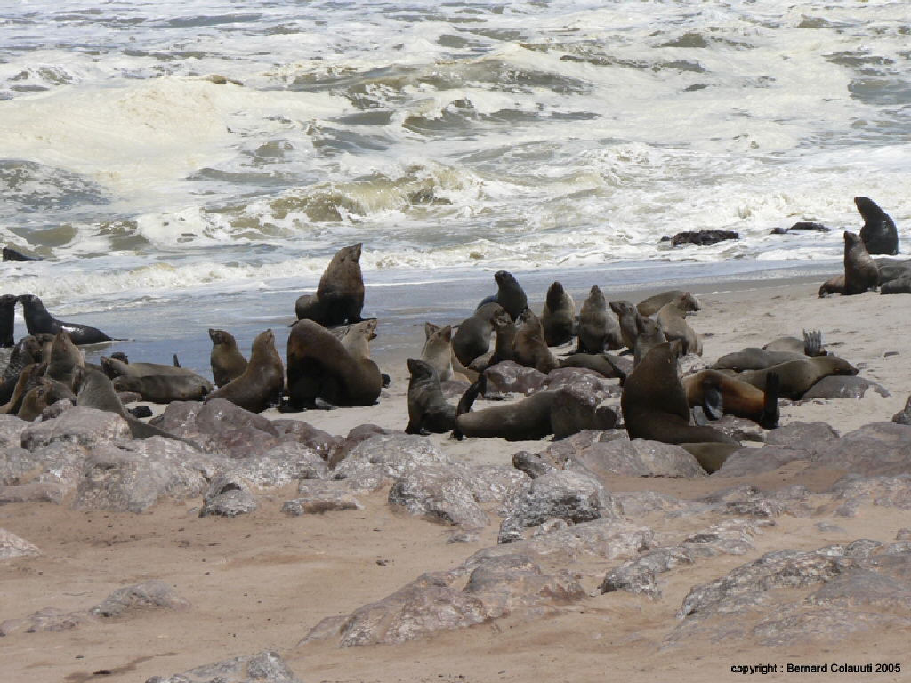 Cape Cross - otaries a fourrure (1)