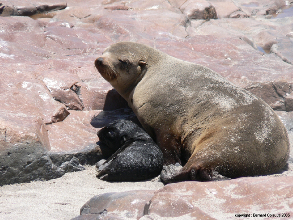 Cape Cross - otaries a fourrure (2)