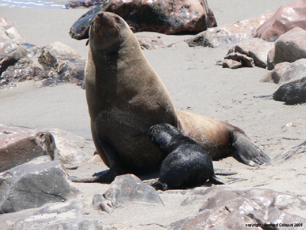 Cape Cross - otaries a fourrure