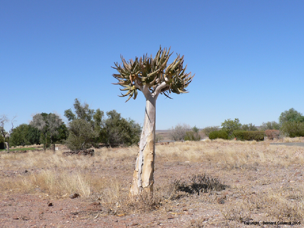 Dan Viljoen Park - kokerboom