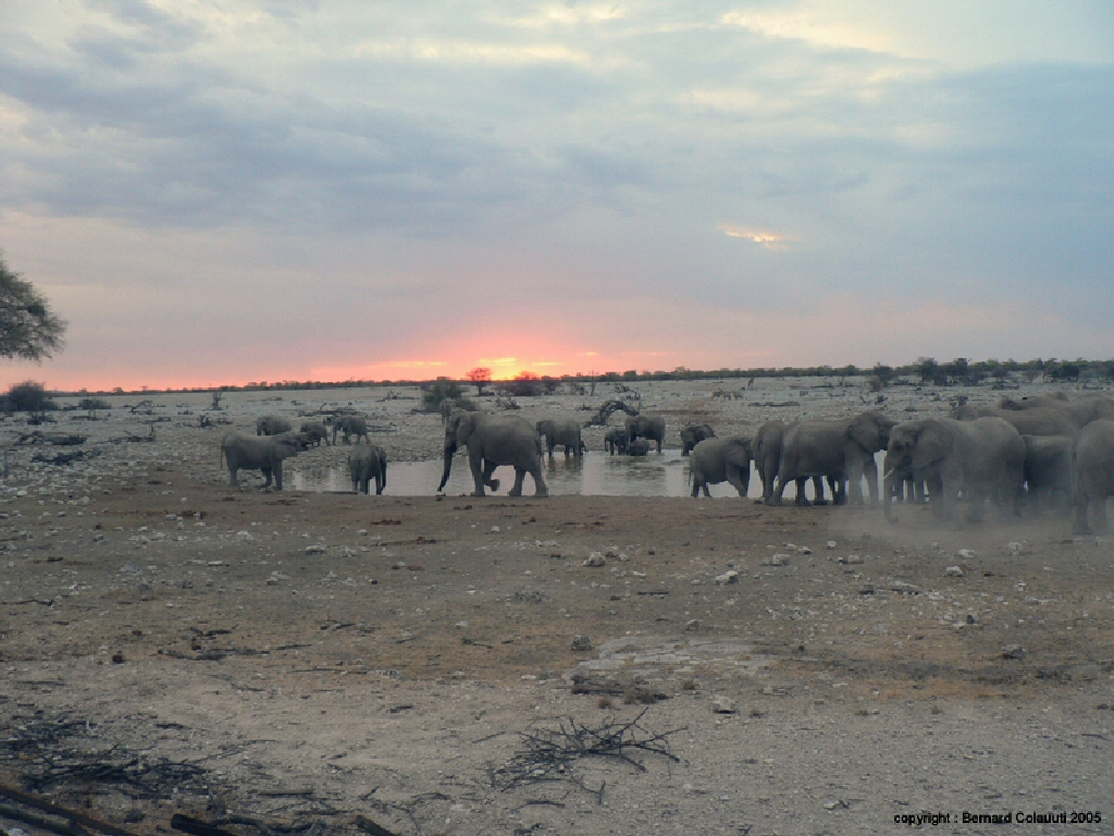 Etosha (2)