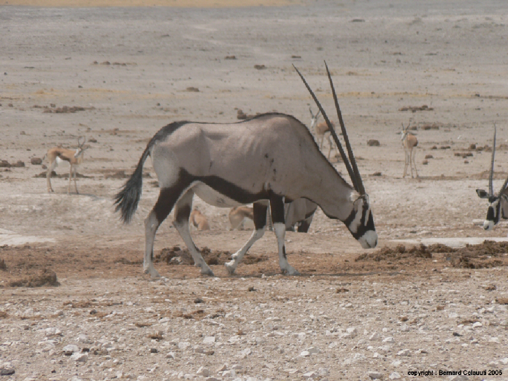 Etosha (4)