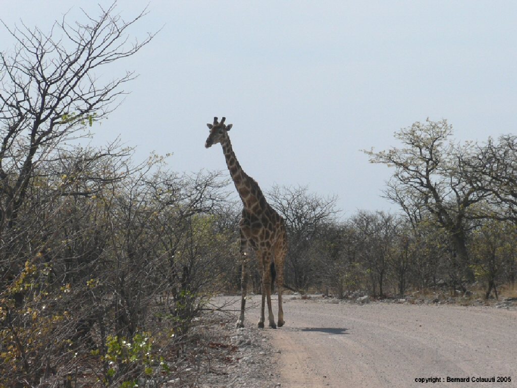 Etosha (5)