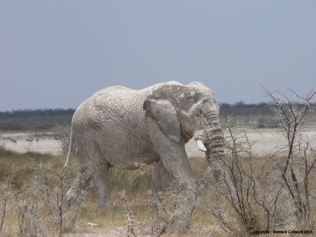Etosha (6)