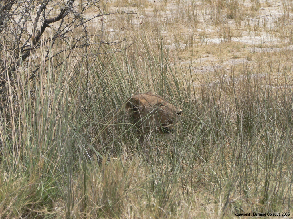 Etosha (7)
