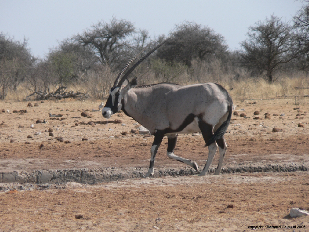 Etosha (8)