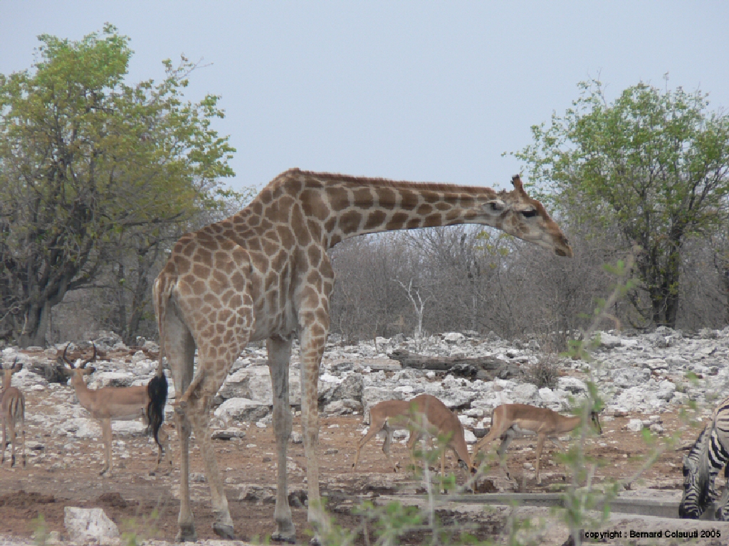 Etosha (9)