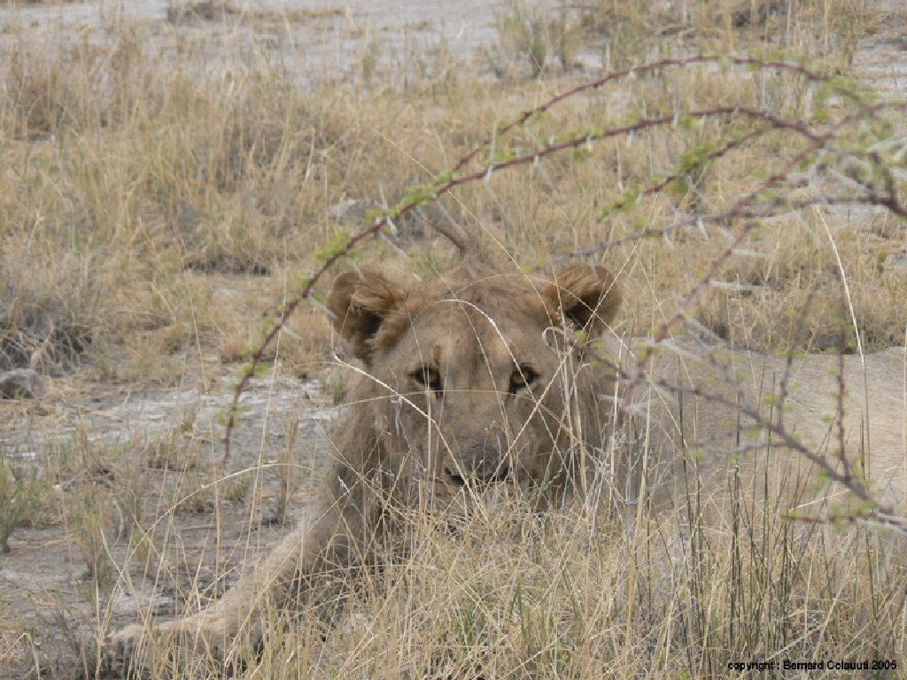 Etosha