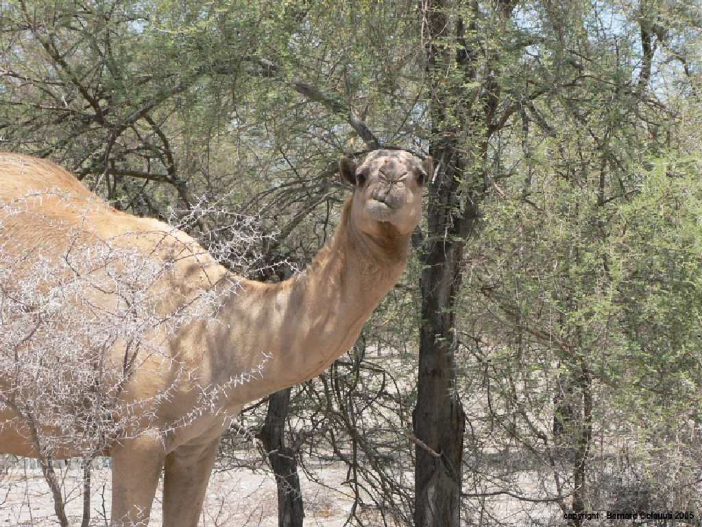 Namib -dromadaire