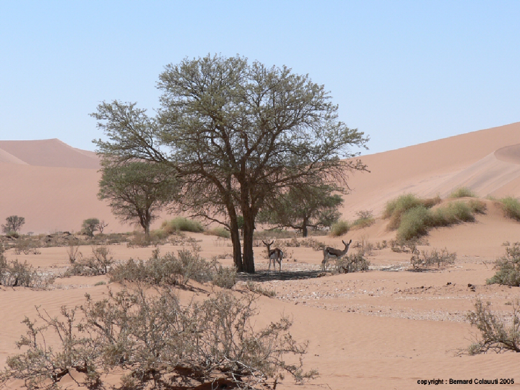 Sossusvlei (12)