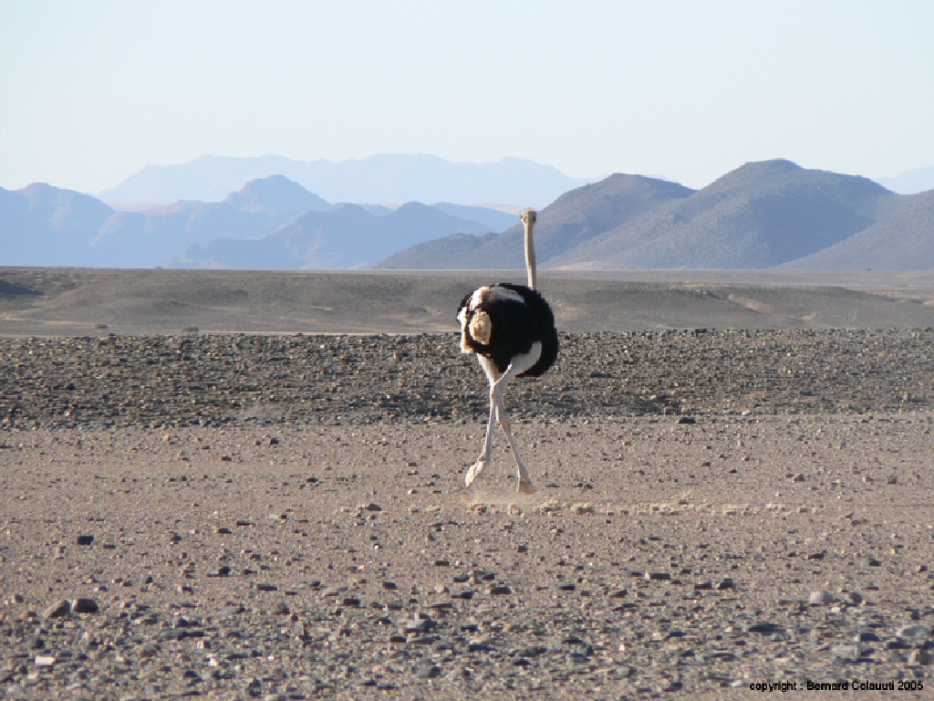 Sossusvlei (123)