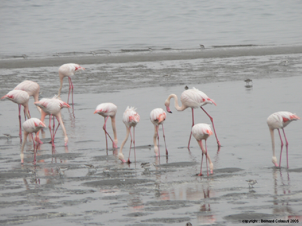 Walvis-Bay - flamants (1)