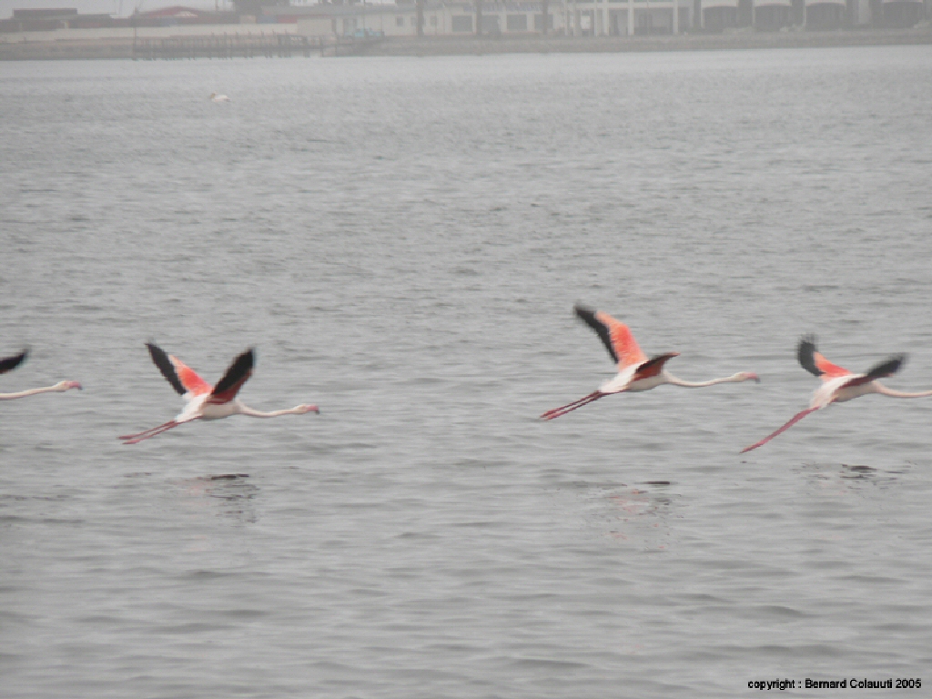 Walvis-Bay - flamants
