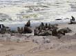 Cape Cross - otaries a fourrure (1)