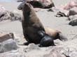 Cape Cross - otaries a fourrure