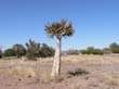 Dan Viljoen Park - kokerboom
