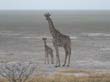 Etosha (1)