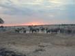 Etosha (2)