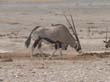 Etosha (4)