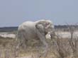 Etosha (6)
