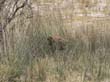 Etosha (7)