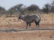 Etosha (8)