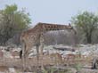 Etosha (9)