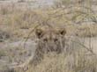 Etosha