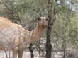 Namib -dromadaire
