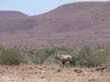 Namib-  otyx