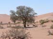 Sossusvlei (12)