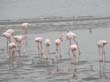 Walvis-Bay - flamants (1)