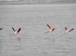 Walvis-Bay - flamants