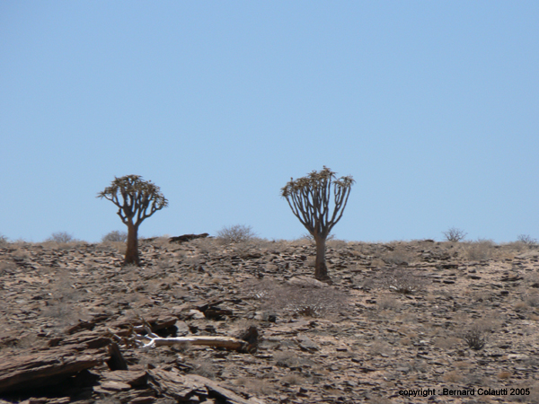 Namib7 - arbre a carquois