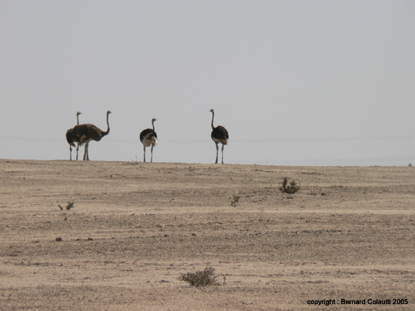 Namib7 - autruches (1)