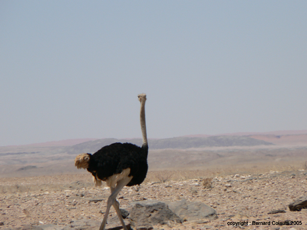 Namib7 - autruches (2)