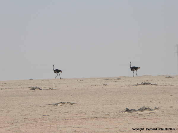 Namib7 - autruches