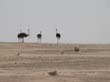 Namib7 - autruches (1)